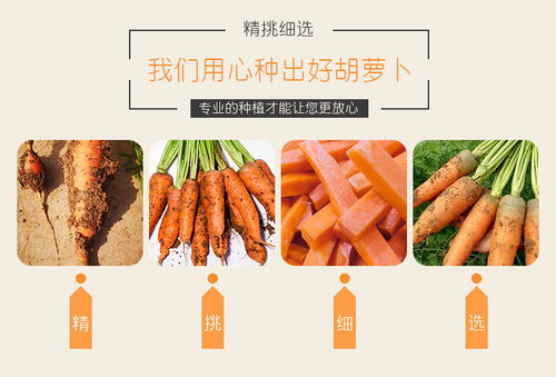 開封特產 新鮮現挖胡蘿卜，沙土孕育的甘甜滋味