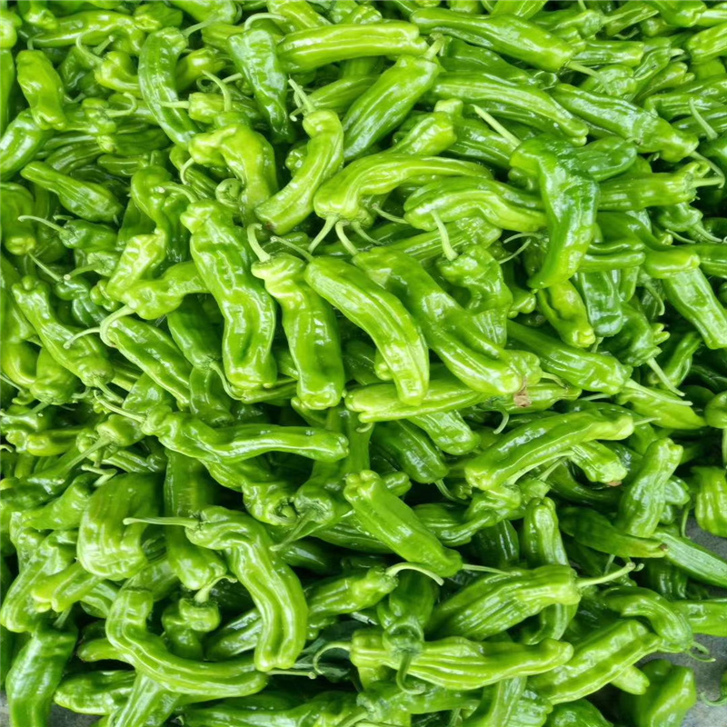 青海西寧 青椒批發(fā)之都，新鮮蔬菜零售的綠色篇章